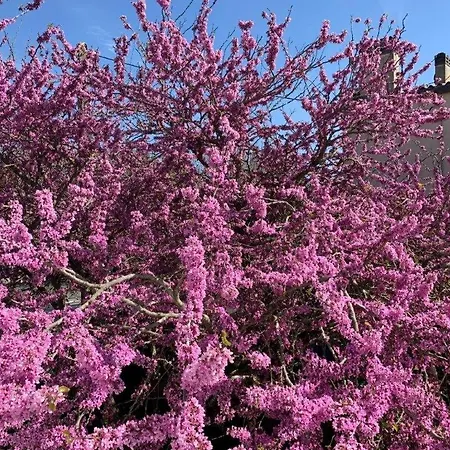 Villa Georges De Didonne - Maison A Proximite Du Centre Et De La Saint-Georges-de-Didonne