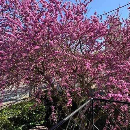 Georges De Didonne - Maison A Proximite Du Centre Et De La Villa *